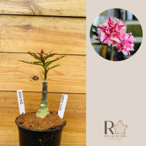 2510 102 Rosa do Deserto Daesy Love