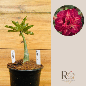 2510 90 Rosa do Deserto Mabelle