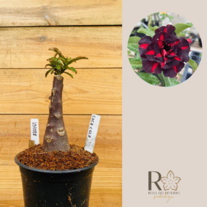 2510 88 Rosa do Deserto Coca Cola