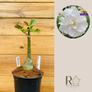 2510 72 Rosa do Deserto Branca Dobrada