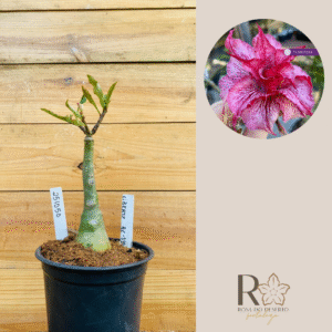 2510 50 Rosa do Deserto Liberty rc115