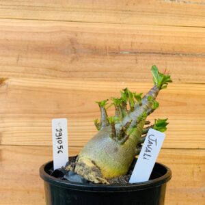 2910 56 Arabicum Javali - F2 12 meses