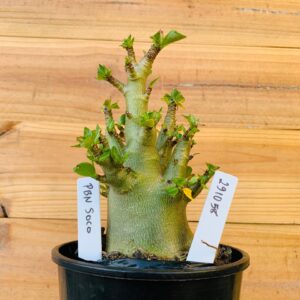 2910 58 Arabicum Pbn Soco - F2 12 meses