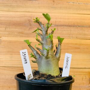 2910 59 Arabicum Jurassic - F2 12 meses