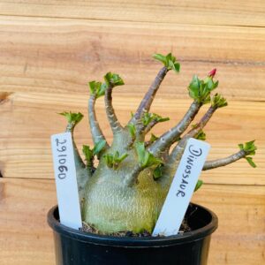 2910 60 Arabicum Dinossaur - F2 12 meses