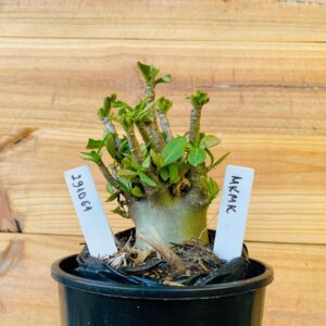 2910 61 Arabicum Mk Mk - F2 12 meses