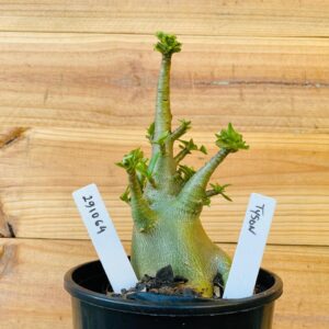 2910 64 Arabicum Tyson - F2 12 meses