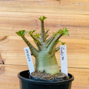 2910 65 Arabicum Godji Dk - F2 12 meses