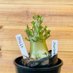 2910 67 Arabicum Minotauro - F2 12 meses