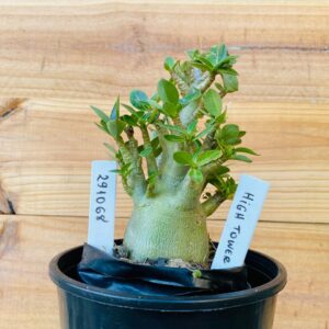 2910 68 Arabicum High Tower - F2 12 meses