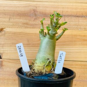 2910 69 Arabicum Turtle - F2 12 meses