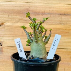 2910 70 Arabicum Leviatã - F2 12 meses