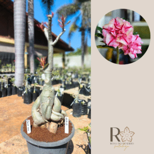 0809 08 Baobá Daisy Love