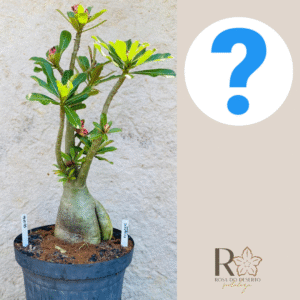 0910 03 Baoba Surprise