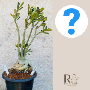 0910 05 Baoba Surprise