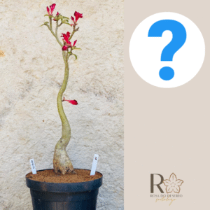 0910 11 Big Caudex Surprise