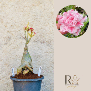 0910 14 Baoba Magical Princess