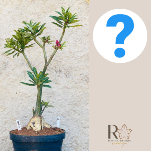 0910 17 Baoba Surprise