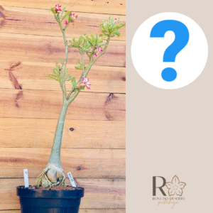 0910 18 Baoba Surprise