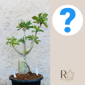 0910 30 Baoba Surprise