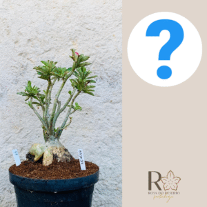 0910 31 Baoba Surprise