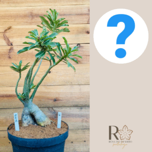 1010 16 Baoba Surprise