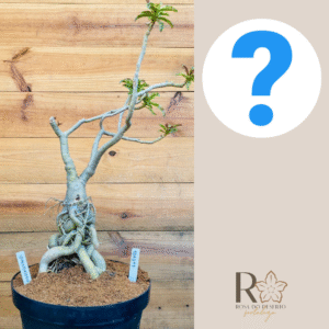 1010 17 Baoba ID Misterioso