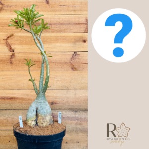 1010 18 Baoba Surprise