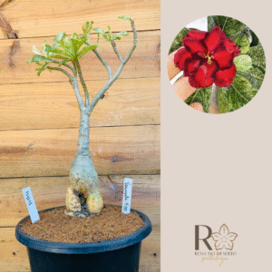 1710 12 Baoba Variegata 500