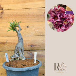 1710 14 Baoba Purple Storm