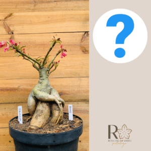 2010 16 Baoba ID Misterioso