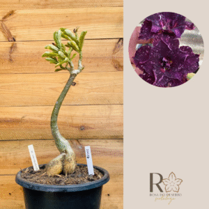 2010 23 Big Caudex Céu Estrelado Vr