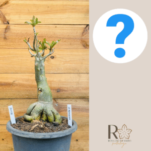 2010 28 Baoba ID MISTERIOSO