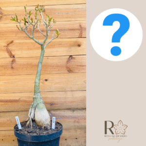 2010 32 Baoba ID MISTERIOSO