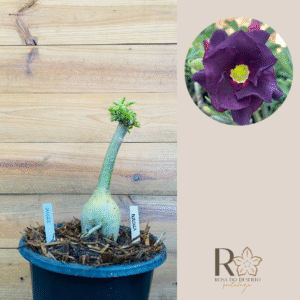 2110 23 Big Caudex Berinjela