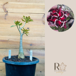 2110 27 Big Caudex Akachi