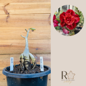 2210 11 Baoba Julius Cesar