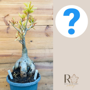 2210 29 Baoba ID Misterioso