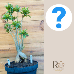 2210 31 Baoba Surprise