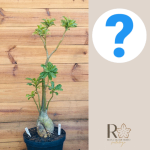 2210 33 Baoba Surprise