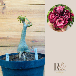 2210 36 Big Caudex Saturno