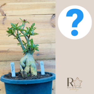 2210 40 Baoba Surprise