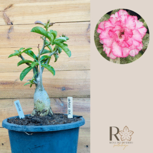 2210 45 Baoba Isabela Variegata