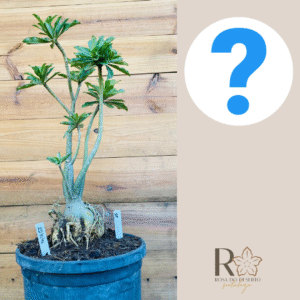 2210 48 Baoba Surprise