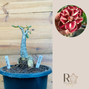 2210 58 Baoba Van. Helsing