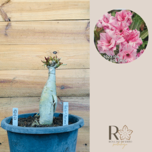 2210 61 Big Caudex Ballet Bolshoi