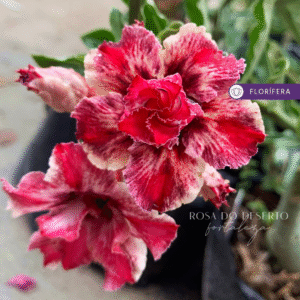 Pré Venda - Rosa do Deserto Miss (RC 504)