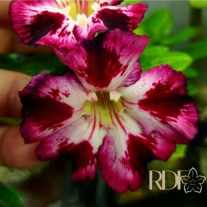 Pré Venda - Rosa do Deserto Blackened Plum
