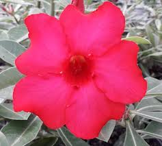 Baby - Rosa do Deserto Mana Roa