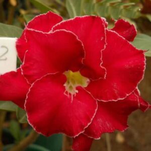 Baby - Rosa do Deserto Osola 2